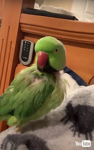 怒られたインコ