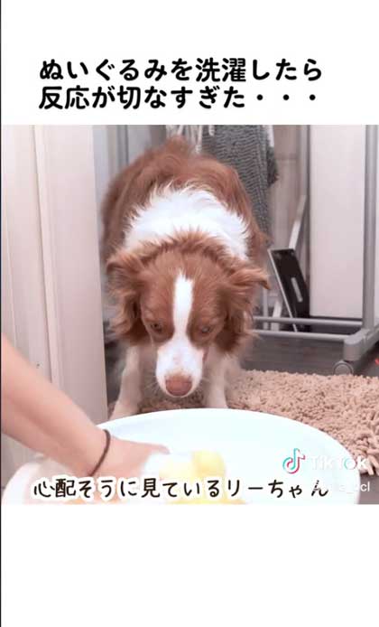 見守る犬