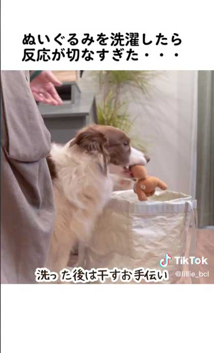 お手伝いする犬