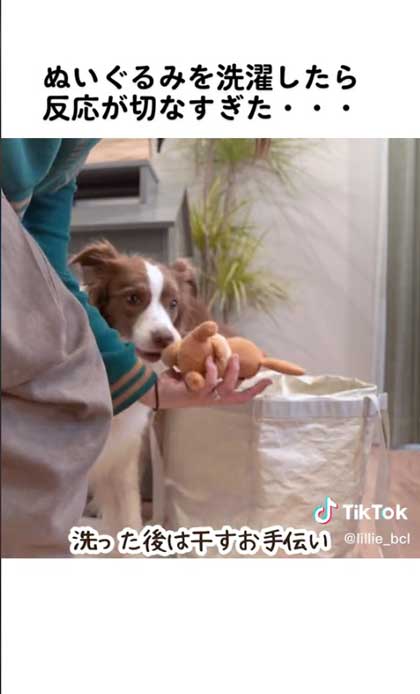 褒められる犬