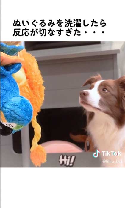 せつない表情の犬