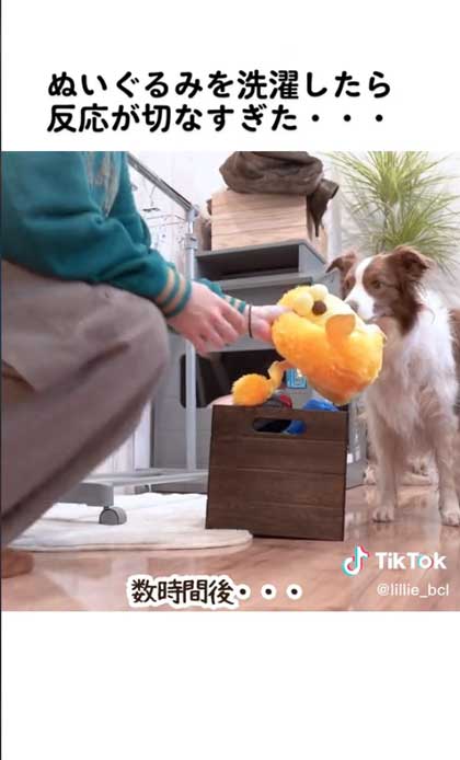 ぬいぐるみを渡される犬