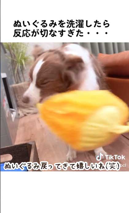 うれしそうな犬