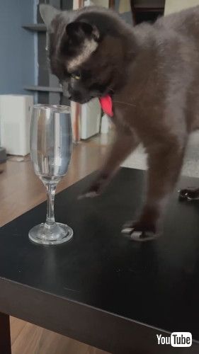 水を飲むときにカキカキする猫