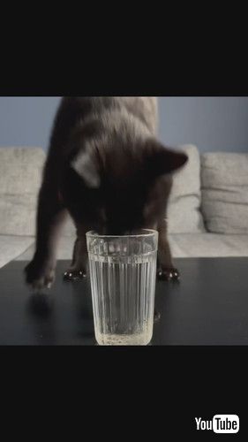 水を飲むときにカキカキする猫