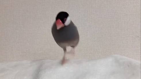 文鳥のお知らせ