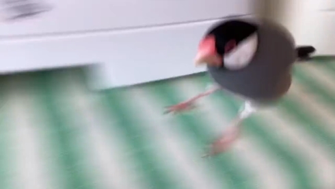 文鳥のお知らせ