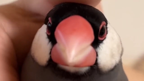 文鳥のお知らせ