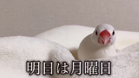 文鳥のお知らせ