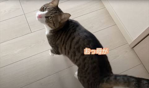 おっ母がテロップ