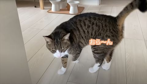左前足あげてる猫おら〜んテロップ