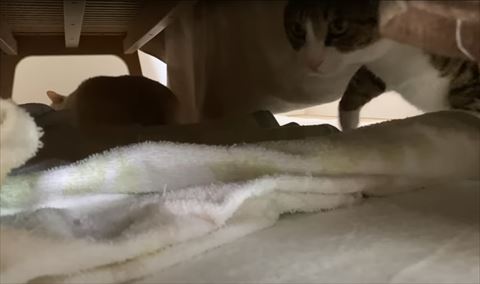 テーブルの下に入る猫