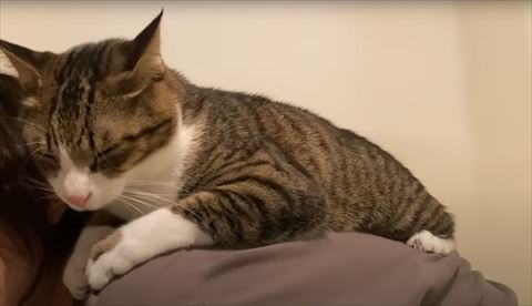 おんぶされる猫