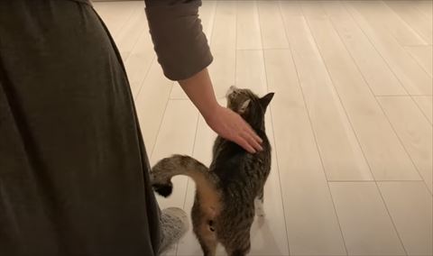 背中なでられる猫