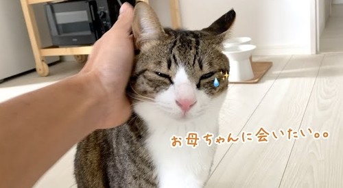 ママ好きな猫