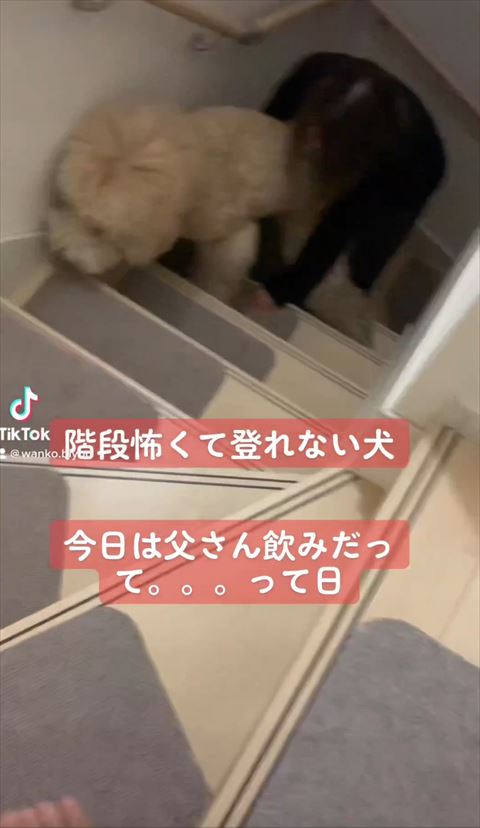 階段のぼってくるワンコとママさん