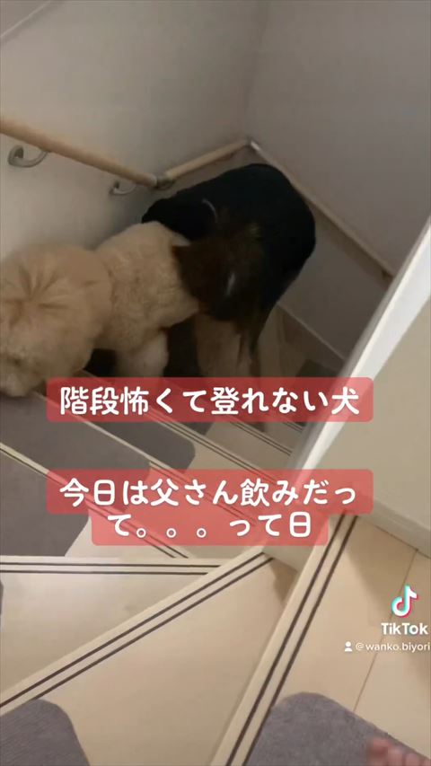 ワンコのお尻に顔うずめるママさん