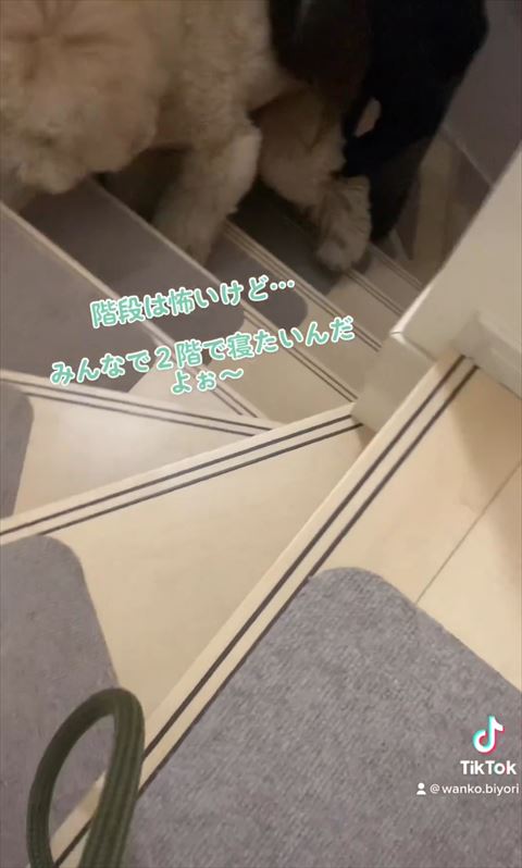 階段は怖いけどテロップ