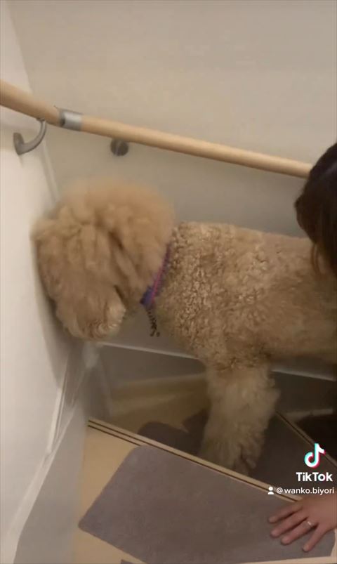 壁に頭ツッコむワンコ