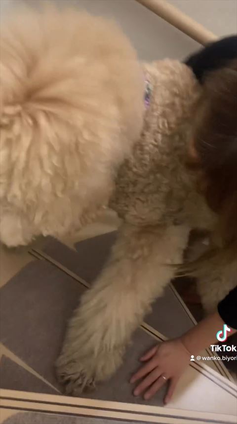 階段上るワンコとママさんアップ