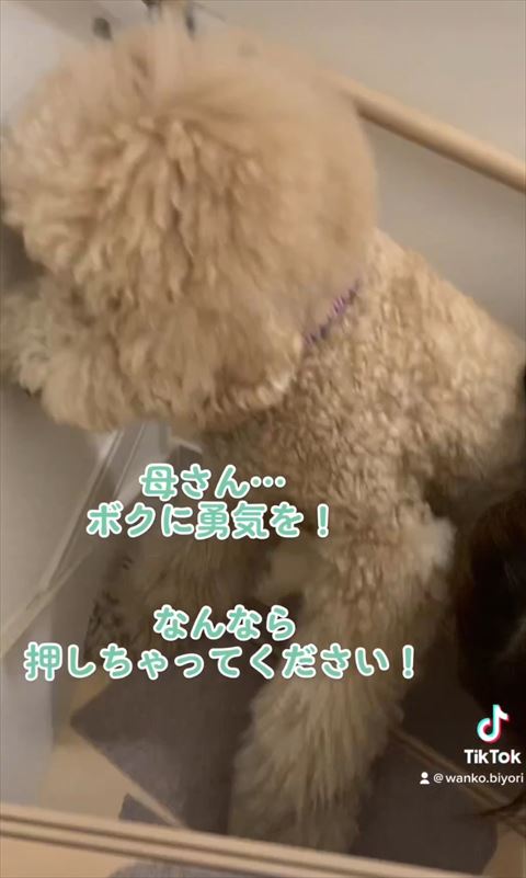 ぼくに勇気をテロップ