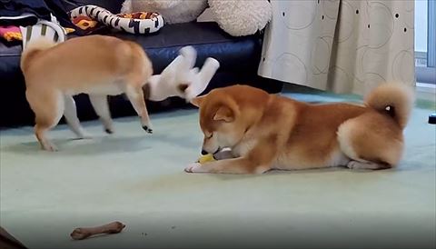 ぬいぐるみ振り回すワンコ後ろ姿