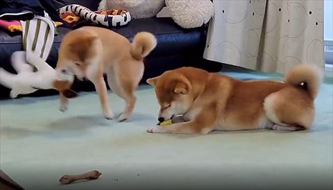 前足浮かして回ってるワンコ