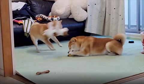 ぬいぐるみくわえて荒ぶるワンコ