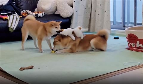 ワンコの背中にぬいぐるみのせるワンコ