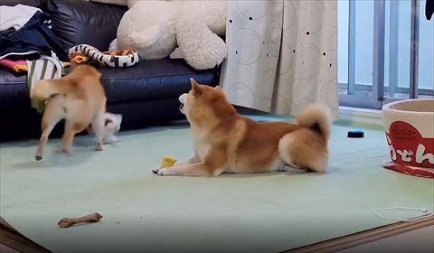 口あけてワンコ見るワンコ