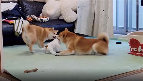 ぬいぐるみくわえる2匹のワンコ