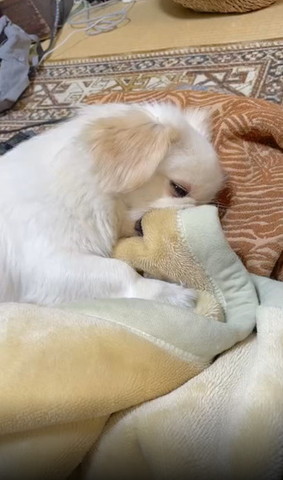 毛布くわえて薄目のワンコ