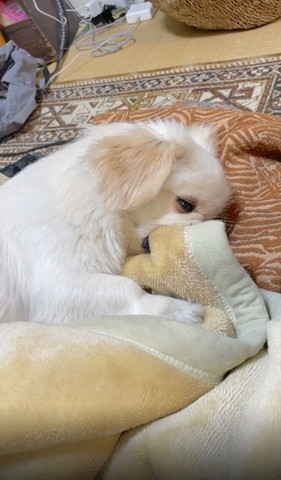 毛布くわえて目あけてるワンコ