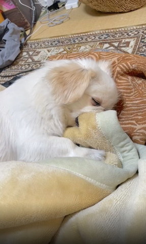 毛布くわえて寝てるワンコ