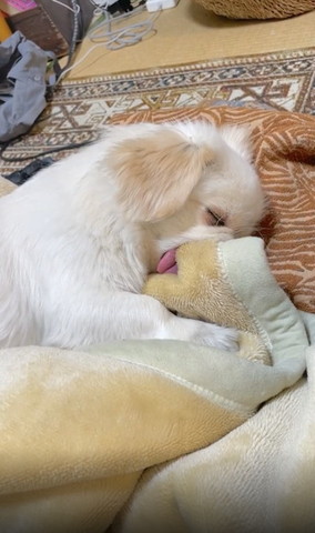 右の猫下向いてる