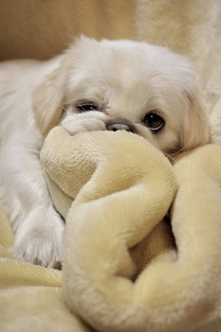 抱っこされて上を見る猫