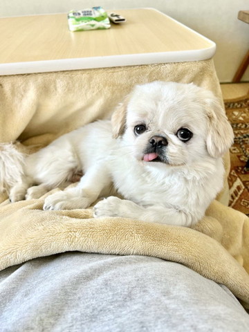 パソコン見る飼い主の肩の上に猫