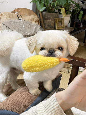 エビフライくわえてるワンコ