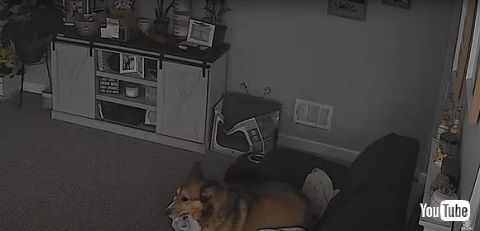 パニックになったワンコ