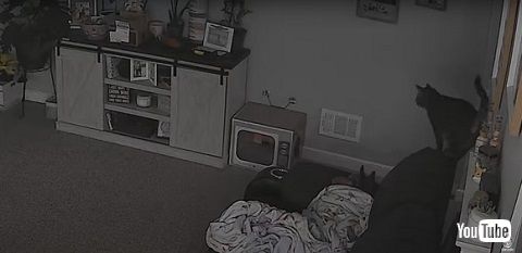 ソファの上の猫