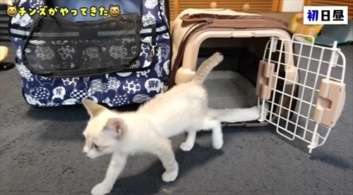 猫の預かりボランティア