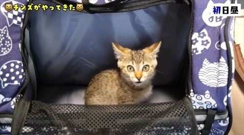 猫の預かりボランティア
