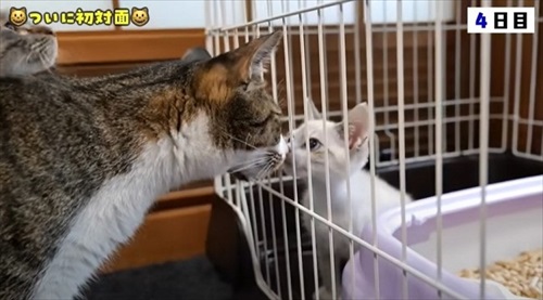 猫の預かりボランティア