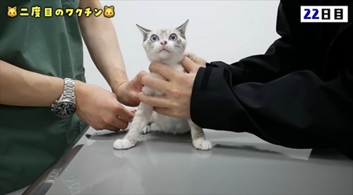 猫の預かりボランティア