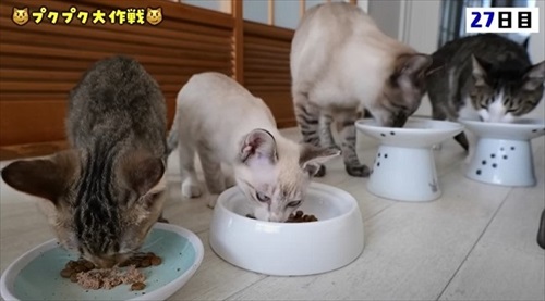 猫の預かりボランティア