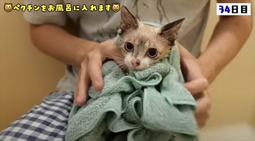 猫の預かりボランティア