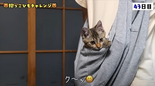 猫の預かりボランティア
