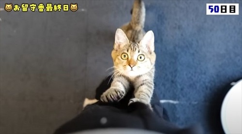 猫の預かりボランティア