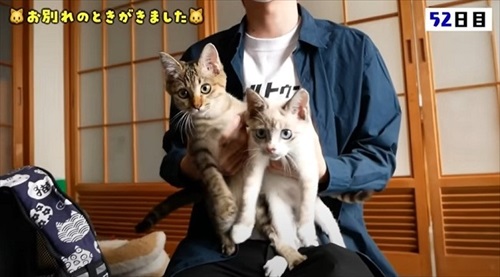 猫の預かりボランティア