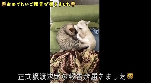 猫の預かりボランティア